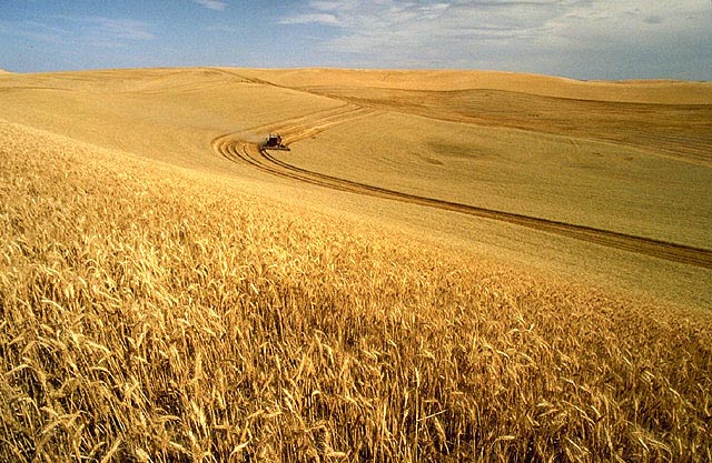 A wheat field in Idaho.  